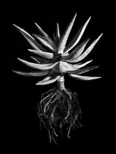 David Ballam - Aloe 13