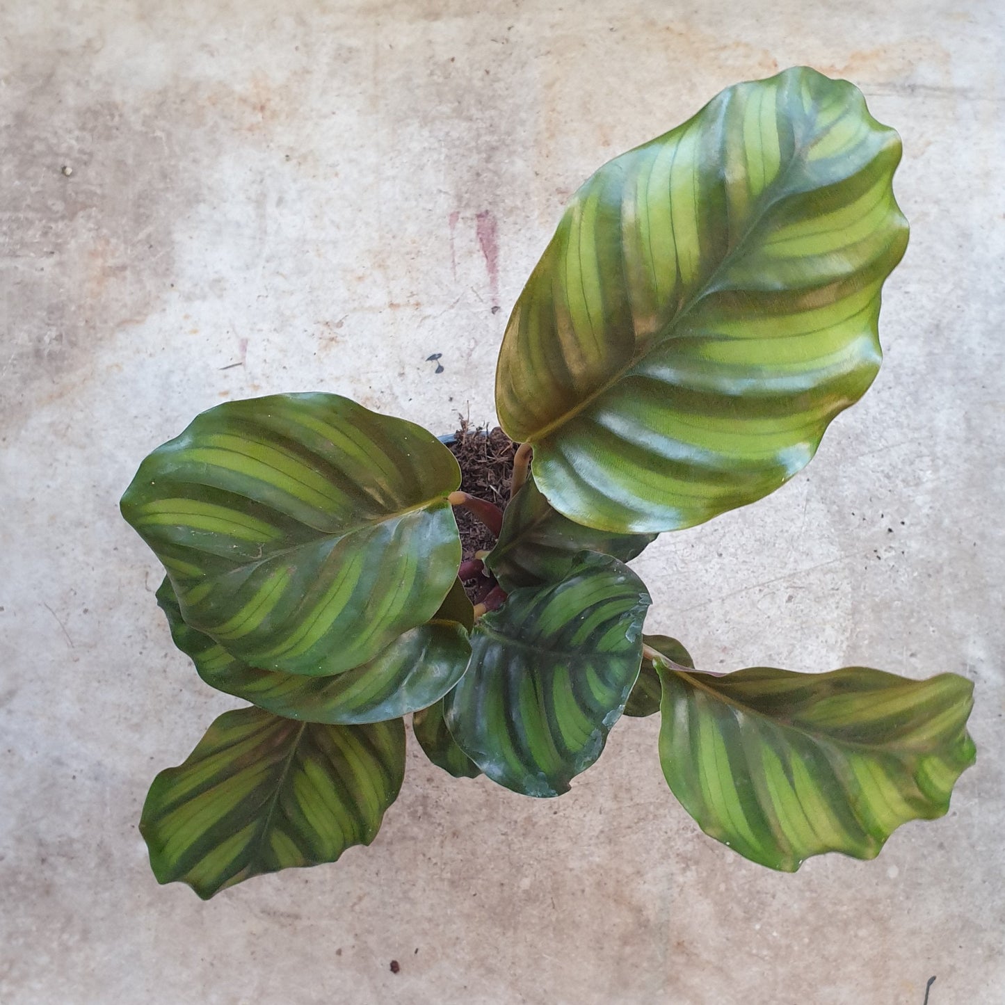 Calathea fasciata (Prayer Plant)
