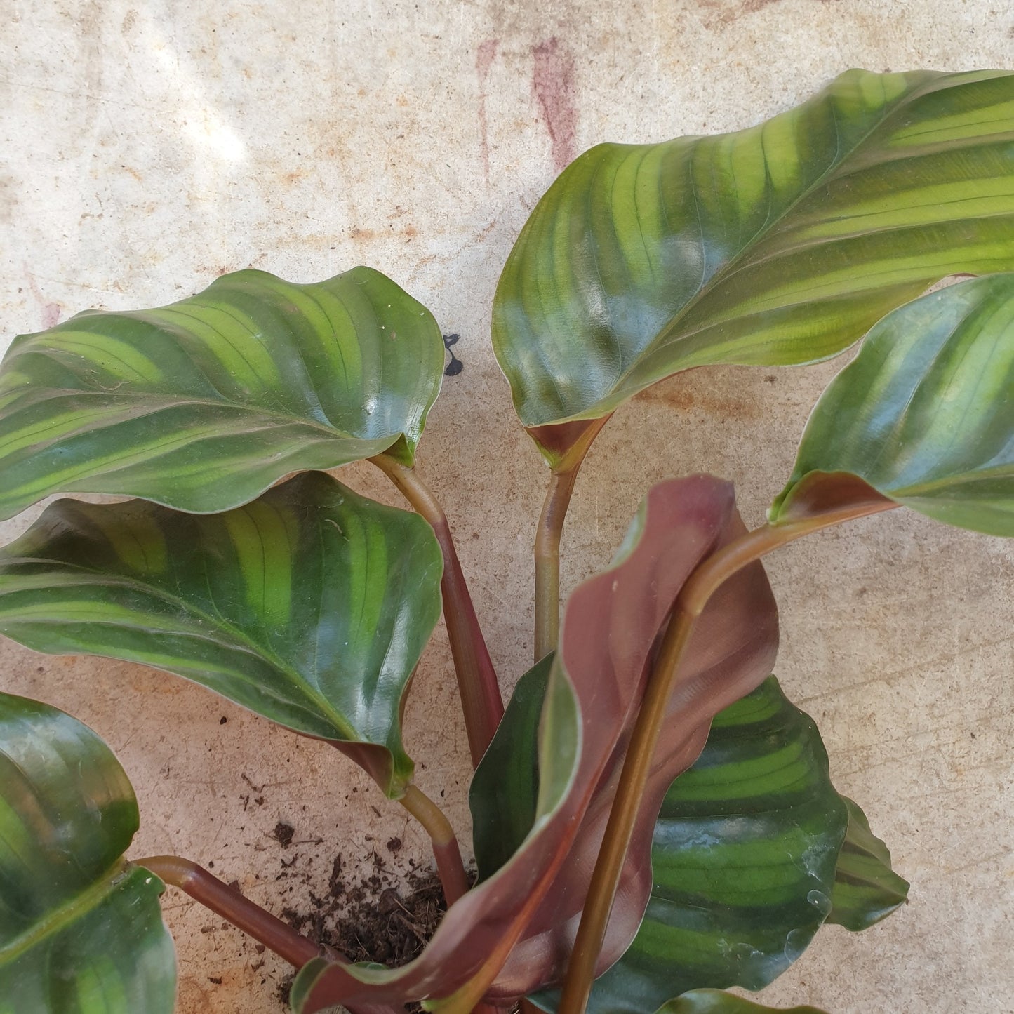 Calathea fasciata (Prayer Plant)