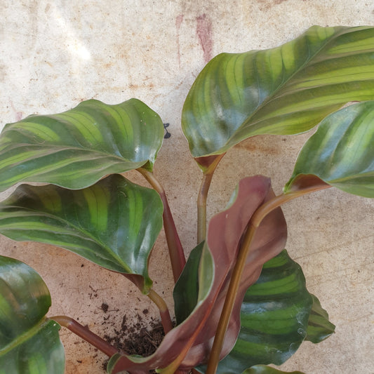 Calathea fasciata (Prayer Plant)
