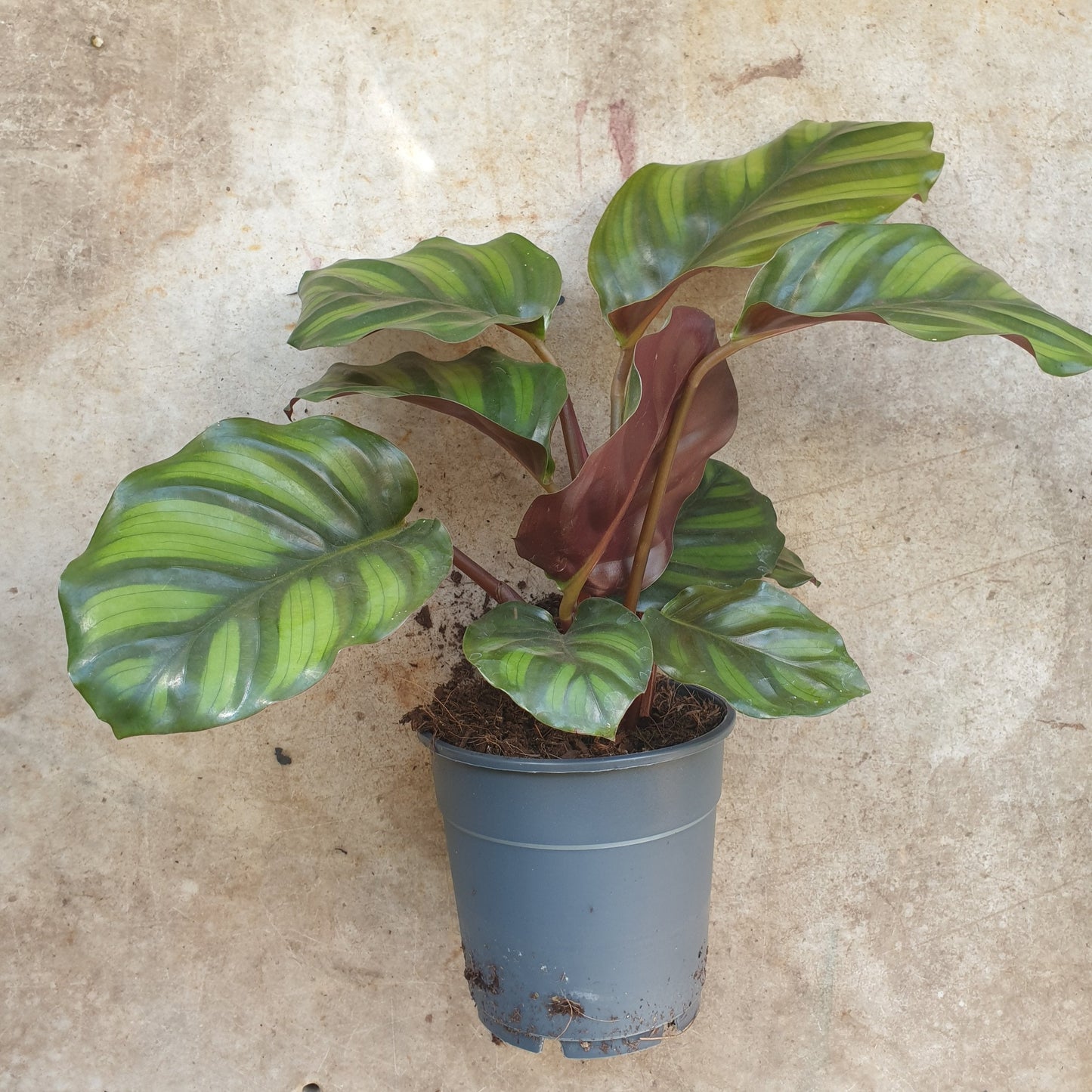 Calathea fasciata (Prayer Plant)