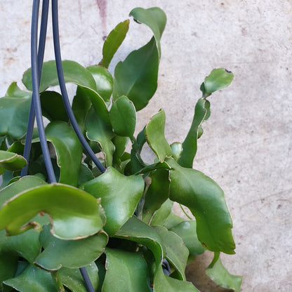 Epiphyllum gautem var. monstrosa (Curly Locks Cactus)