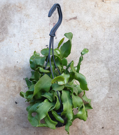 Epiphyllum gautem var. monstrosa (Curly Locks Cactus)