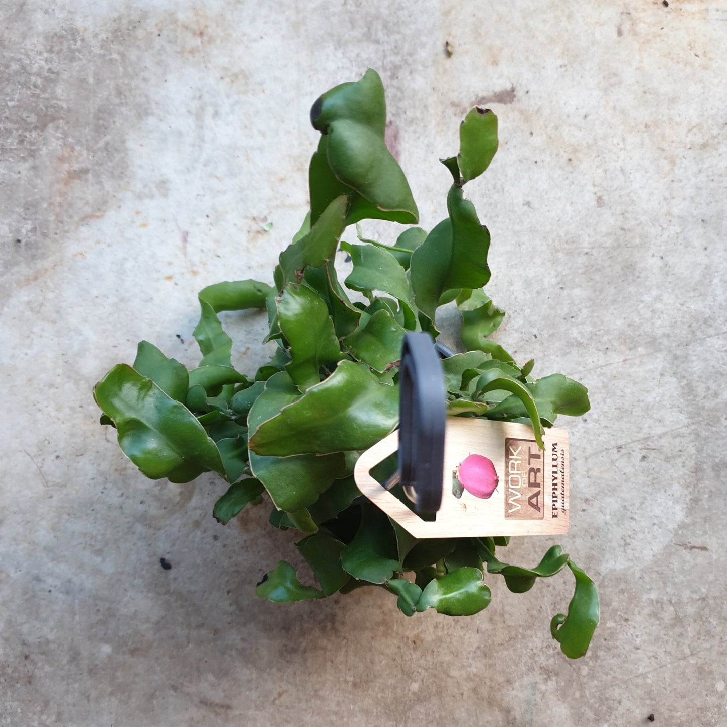 Epiphyllum gautem var. monstrosa (Curly Locks Cactus)