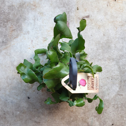 Epiphyllum gautem var. monstrosa (Curly Locks Cactus)