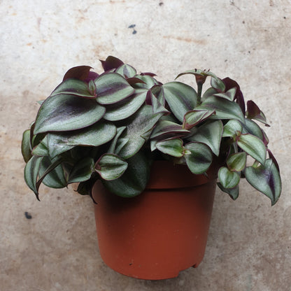 Tradescantia purpusii (Inch Plant)