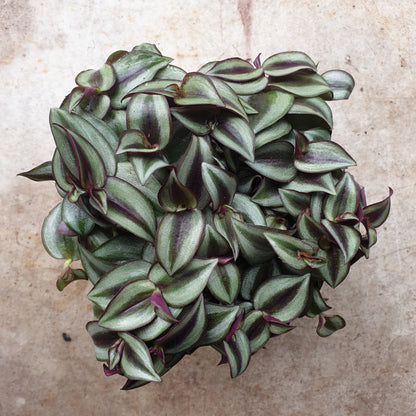 Tradescantia purpusii (Inch Plant)