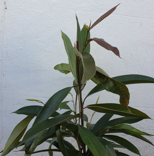 Ficus binnendijkii 'Amstel king' (Long Leaf Fig)