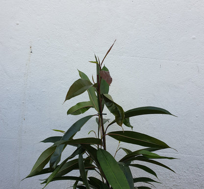 Ficus binnendijkii 'Amstel king' (Long Leaf Fig)