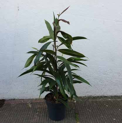 Ficus binnendijkii 'Amstel king' (Long Leaf Fig)