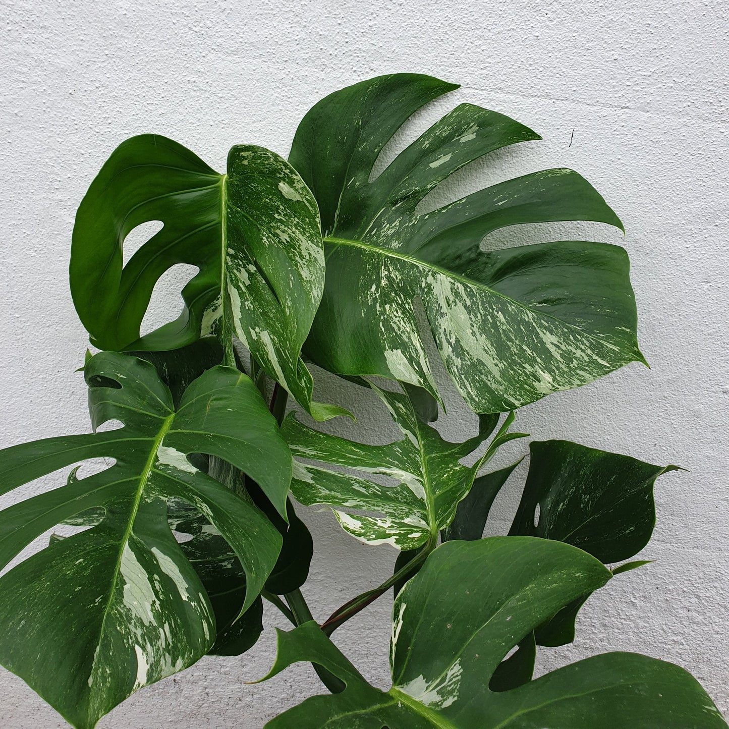 Monstera deliciosa 'Variegata' (Variegated Cheese Plant)