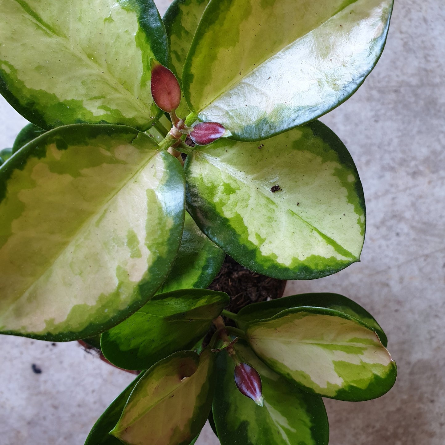 Hoya australis 'Lisa'