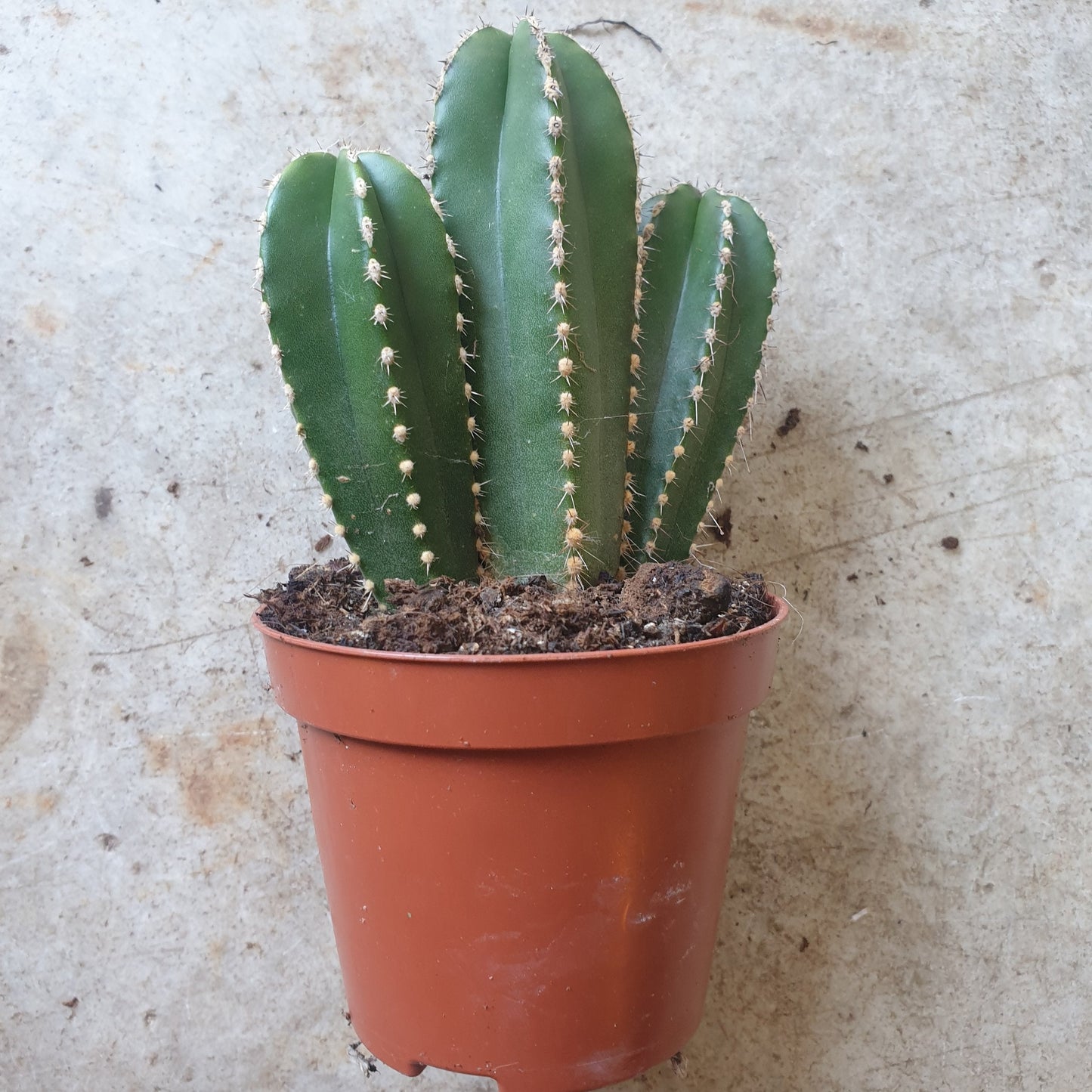 Marginatocereus marginatus (Mexican Fence Post Cactus)