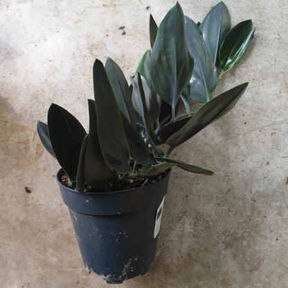 Scindapsus treubii 'Dark form' (Pothos)
