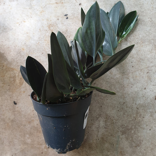 Scindapsus treubii 'Dark form' (Pothos)