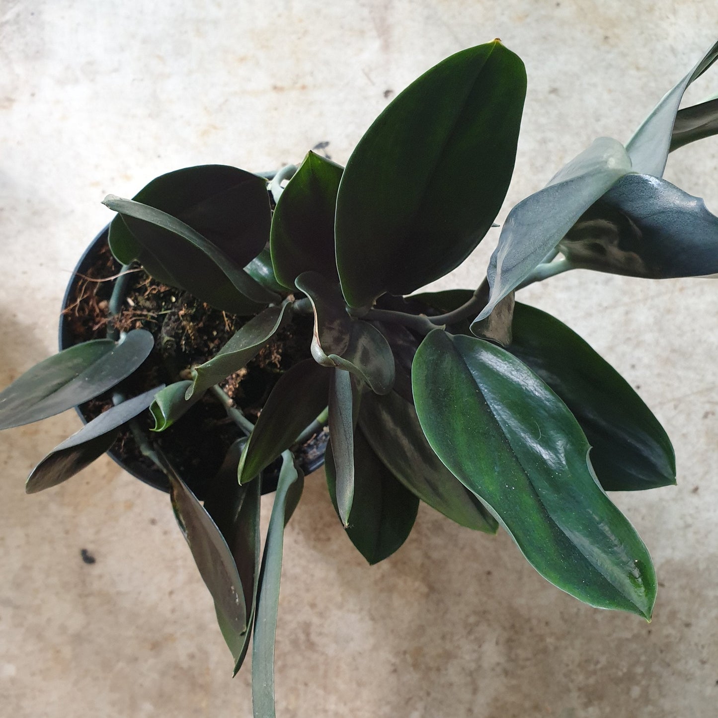 Scindapsus treubii 'Dark form' (Pothos)
