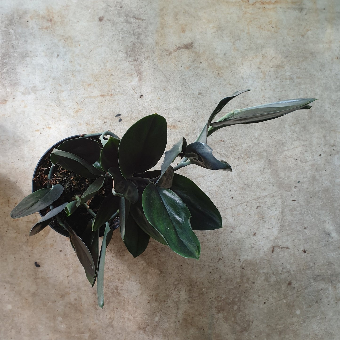 Scindapsus treubii 'Dark form' (Pothos)