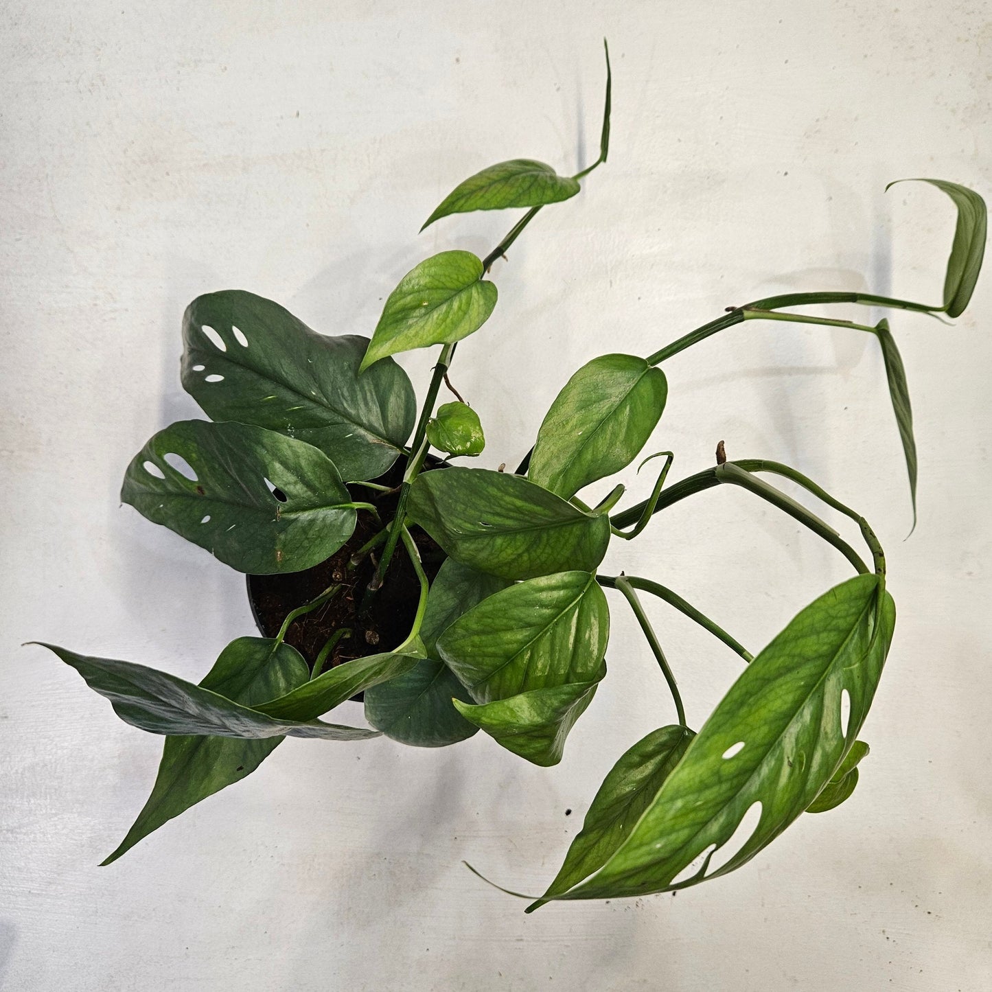 Epipremnum pinnatum 'Cebu blue' (Pothos)