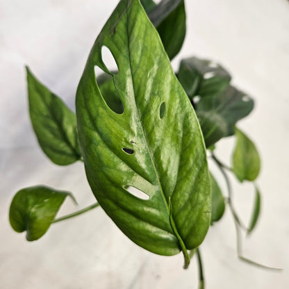 Epipremnum pinnatum 'Cebu blue' (Pothos)