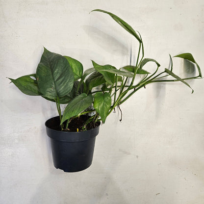 Epipremnum pinnatum 'Cebu blue' (Pothos)