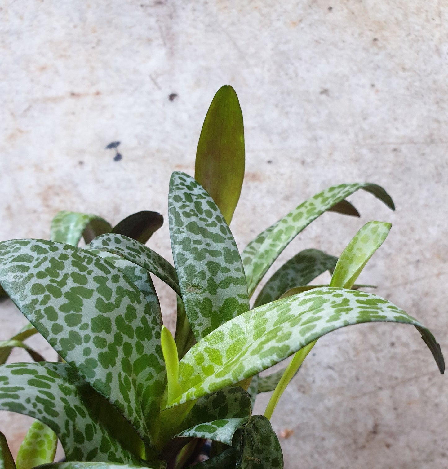 Ledebouria socialis (Leopard Lily)