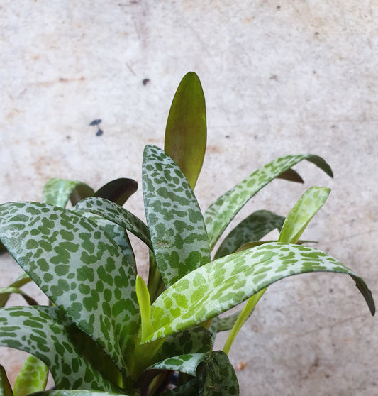 Ledebouria socialis (Leopard Lily)