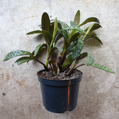 Ledebouria socialis (Leopard Lily)