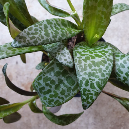Ledebouria socialis (Leopard Lily)