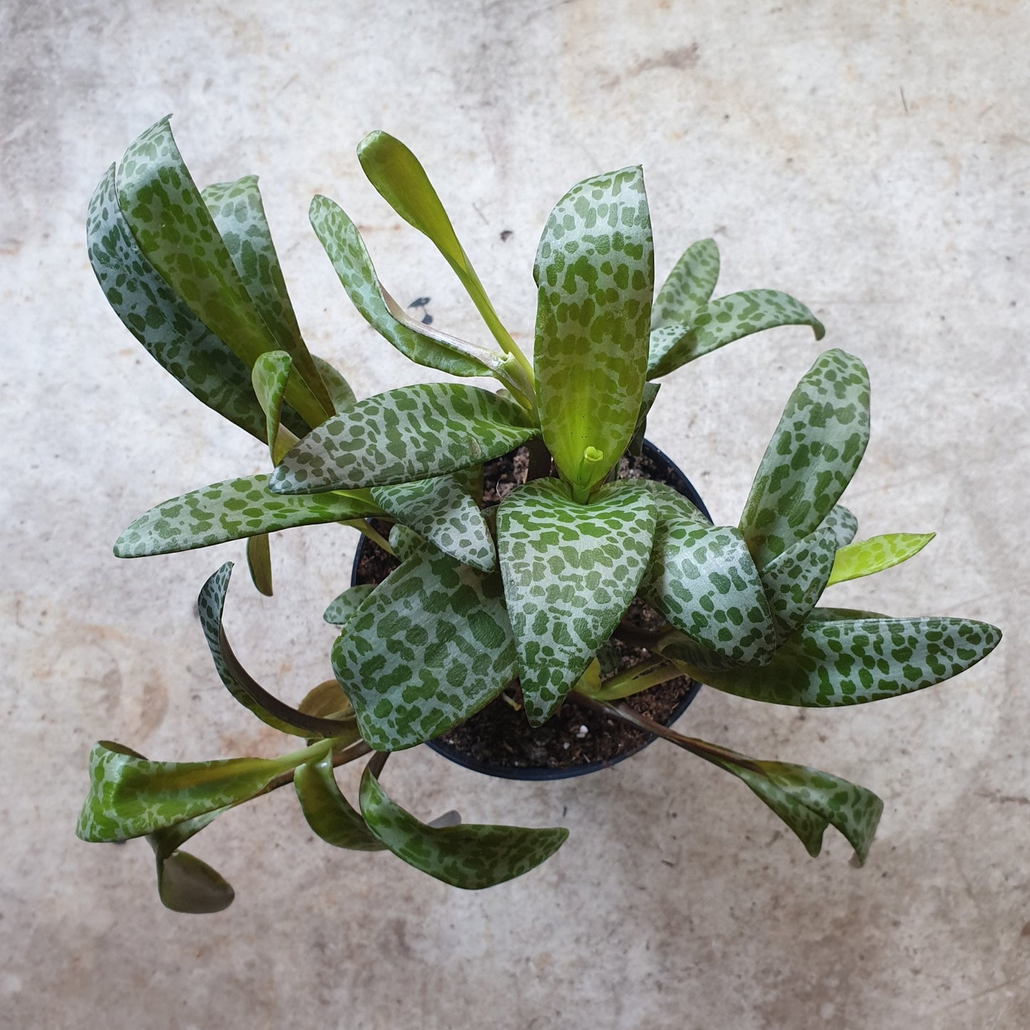 Ledebouria socialis (Leopard Lily)