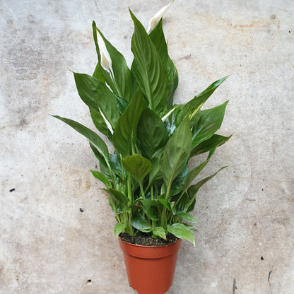 Spathiphyllum 'Pearl Cupido' (Peace Lily)