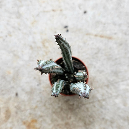 Senecio stapeliiformis (Candlestick Plant)