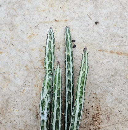 Senecio stapeliiformis (Candlestick Plant)