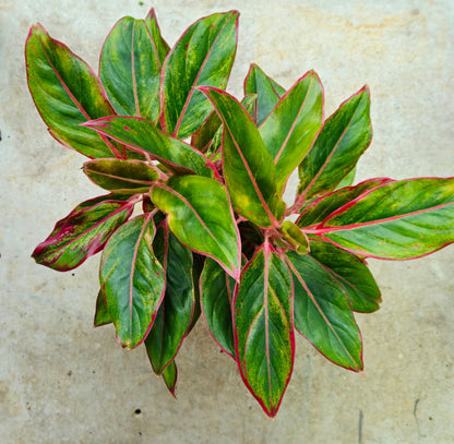 Aglaonema 'Crete' (Chinese Evergreen)