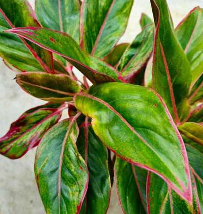 Aglaonema 'Crete' (Chinese Evergreen)