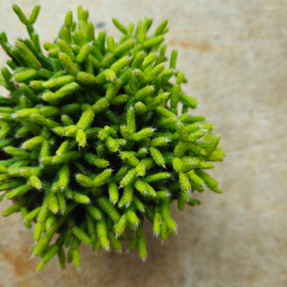 Rhipsalis cereuscula (Rice cactus)