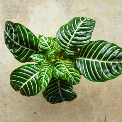 Aphelandra squarrosa 'Botanica' (Zebra plant)