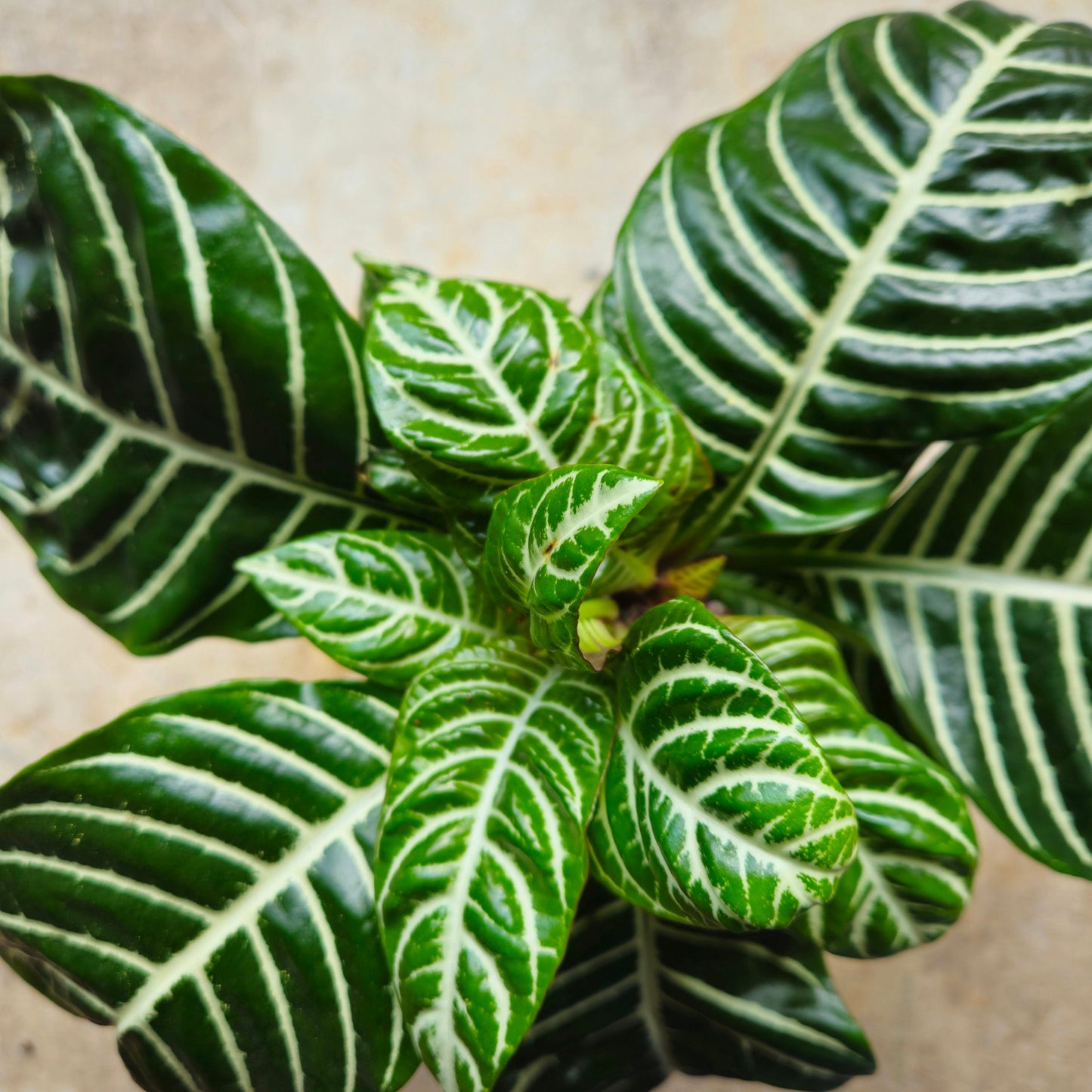 Aphelandra squarrosa 'Botanica' (Zebra plant)