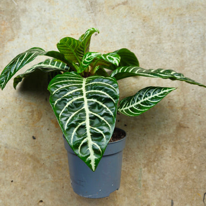 Aphelandra squarrosa 'Botanica' (Zebra plant)