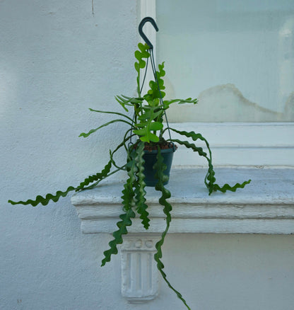 Disocactus anguliger (Fishbone Cactus)