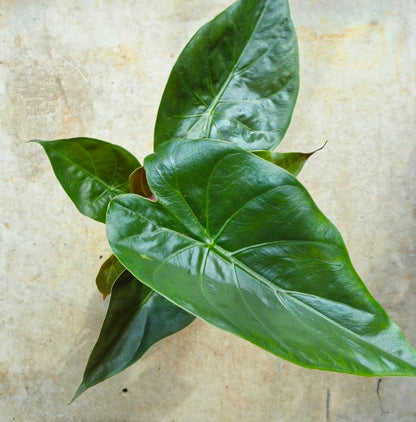 Alocasia wentii
