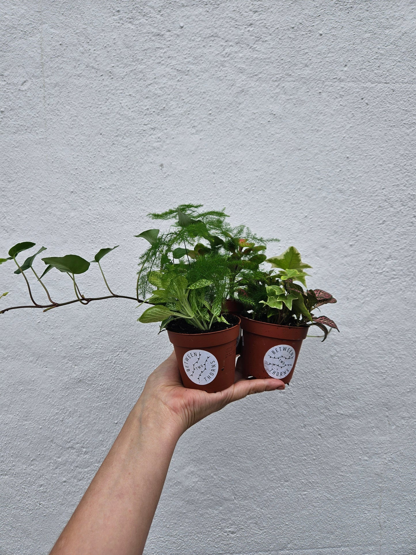Mixed Terrarium Plants