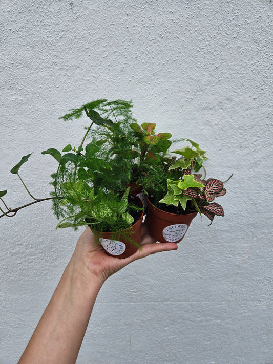Mixed Terrarium Plants