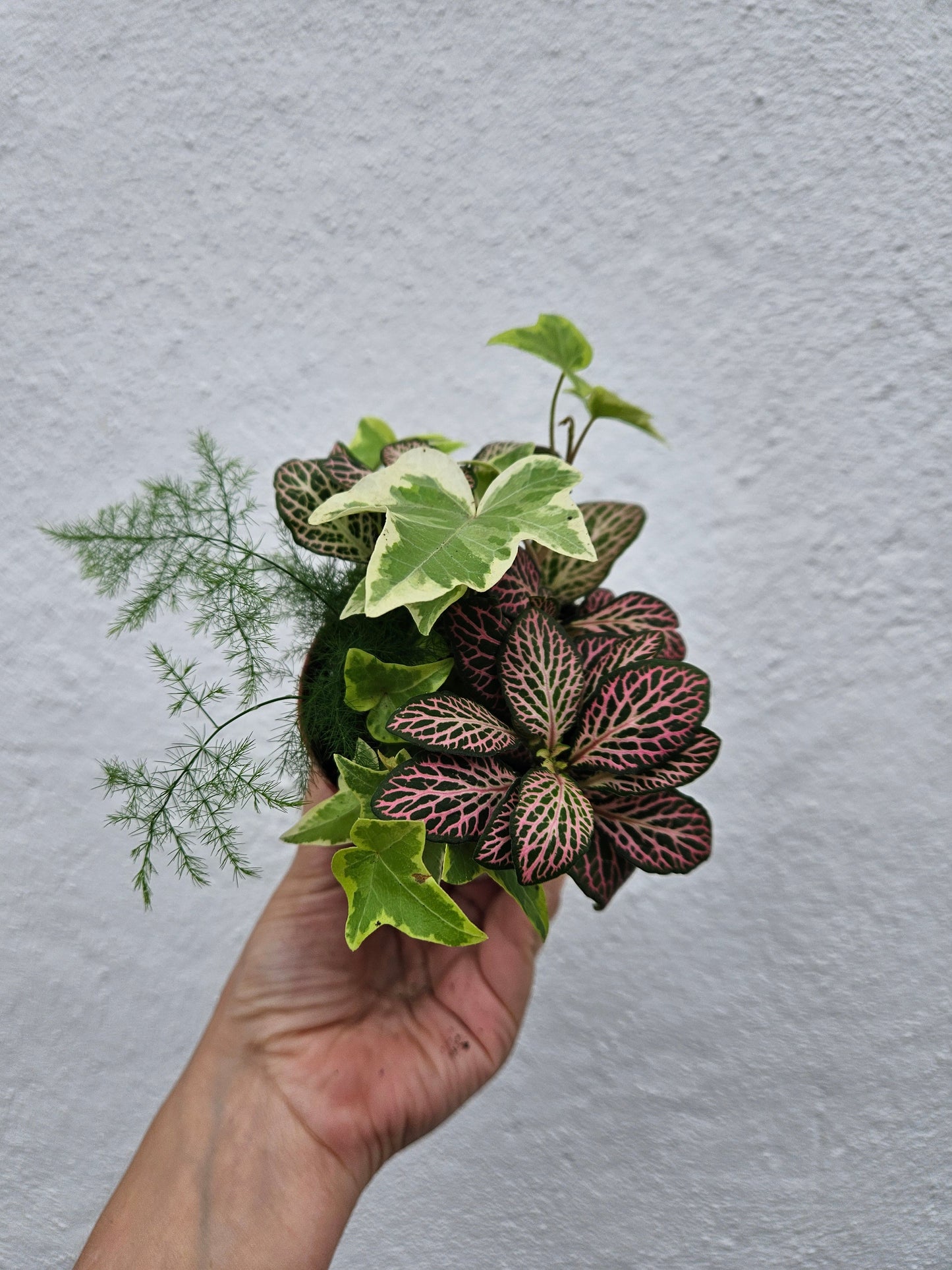 Mixed Terrarium Plants