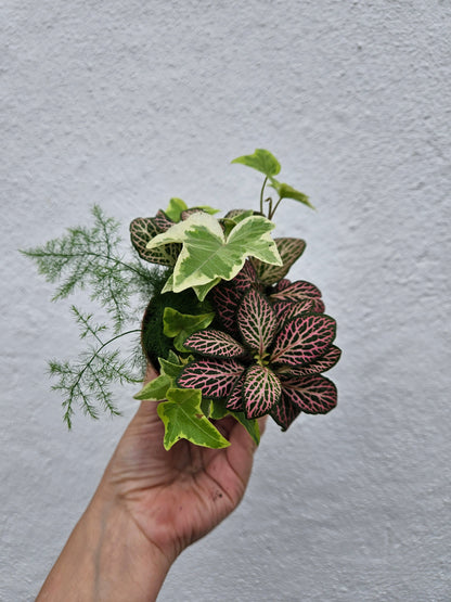 Mixed Terrarium Plants