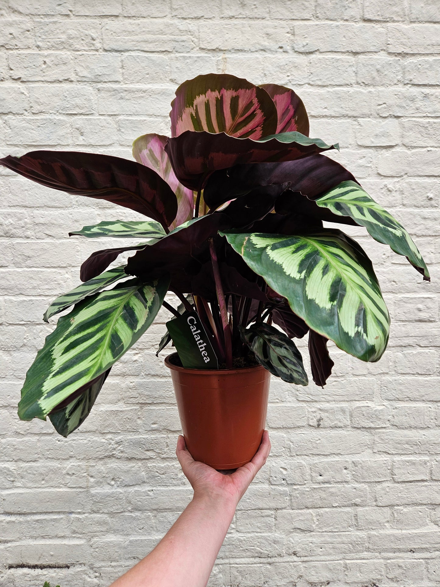 Calathea roseopicta 'Cora' (Prayer Plant)