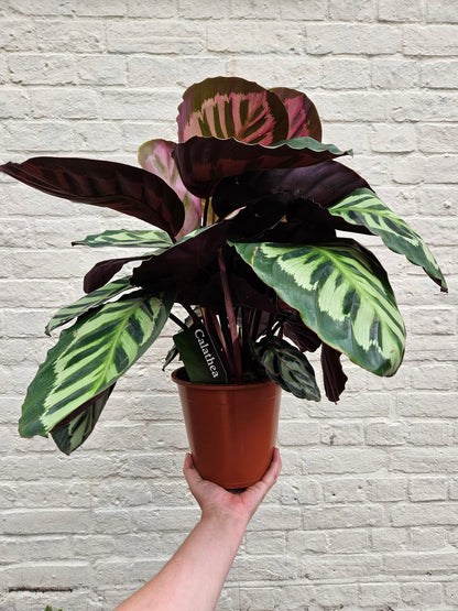 Calathea roseopicta 'Cora' (Prayer Plant)