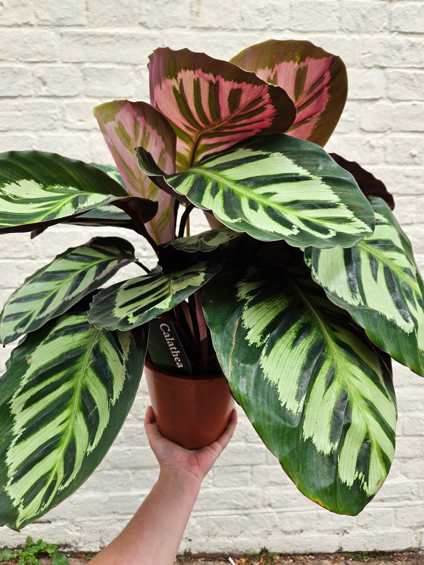 Calathea roseopicta 'Cora' (Prayer Plant)