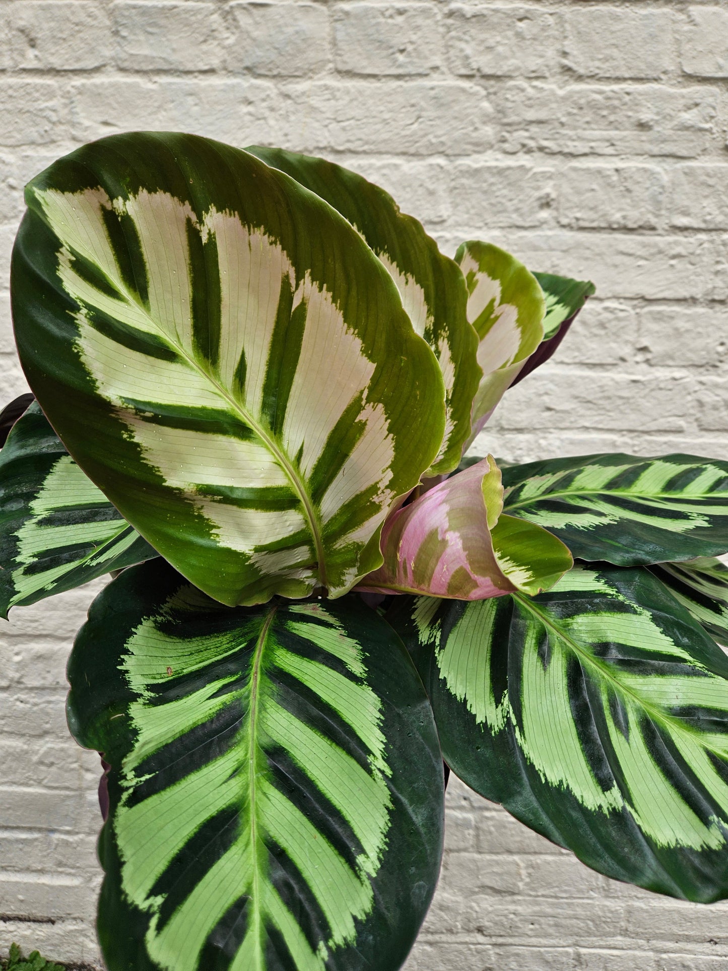 Calathea roseopicta 'Cora' (Prayer Plant)