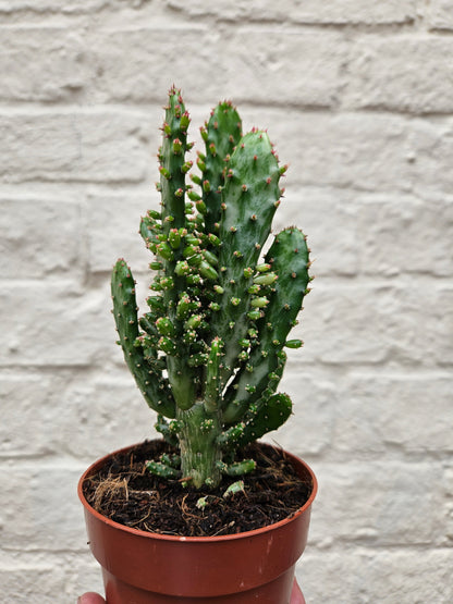 Opuntia monacantha (Drooping Prickly Pear)