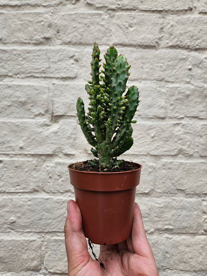 Opuntia monacantha (Drooping Prickly Pear)